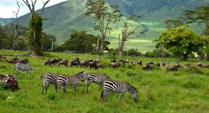 5 Days Lake Manyara/ Ngorongoro Crater/ Serengeti Safari